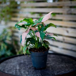 Syngonium 'Red Spot Tricolor' 12 cm