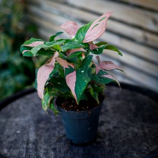 Syngonium 'Red Spot Tricolor' 12 cm