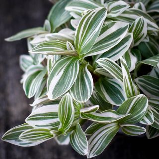 Tradescantia 'White Cobra'