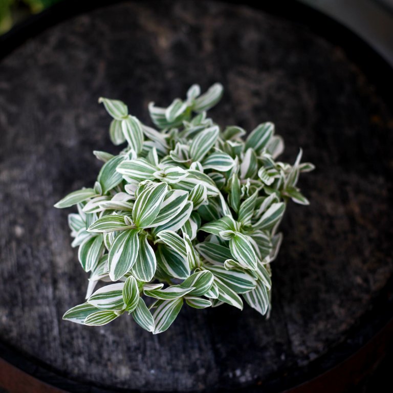 Tradescantia 'White Cobra' 10,5 cm