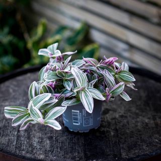 Tradescantia 'Sweetness' 10.5 cm