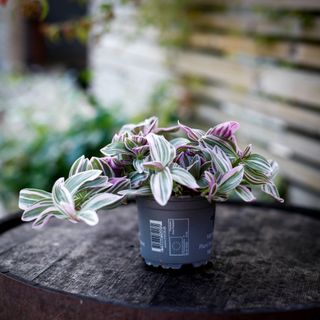 Tradescantia 'Sweetness' 10.5 cm