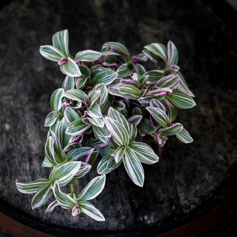 Tradescantia 'Sweetness' 10.5 cm