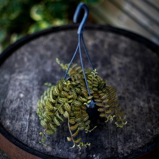 Solanum evolvulifolium i ampel 10,5 cm