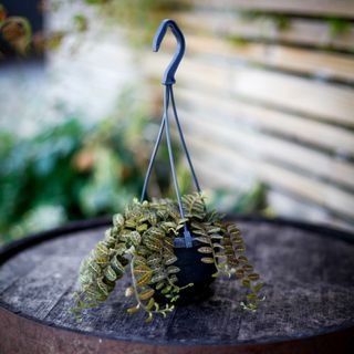 Solanum evolvulifolium i ampel 10,5 cm