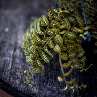 Solanum evolvulifolium i ampel 10,5 cm