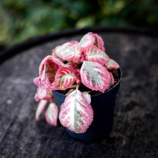 Episcia 'Pink Shimmering Valley' 12 cm