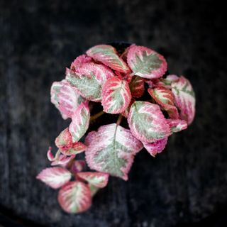 Episcia 'Pink Shimmering Valley' 12 cm