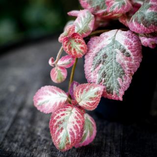 Episcia 'Pink Shimmering Valley' 12 cm