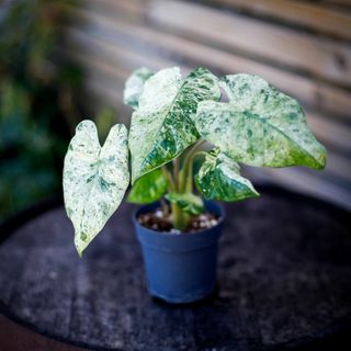 Alocasia 'Camouflage'