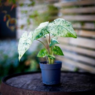 Alocasia 'Camouflage'