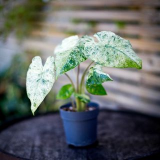 Alocasia 'Camouflage'