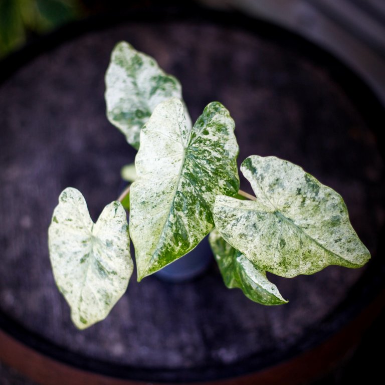 Alocasia 'Camouflage' 11 cm