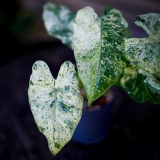Alocasia 'Camouflage'