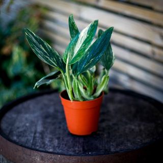 Monstera standleyana 12 cm