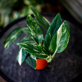 Monstera standleyana 12 cm