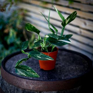 Monstera standleyana 12 cm