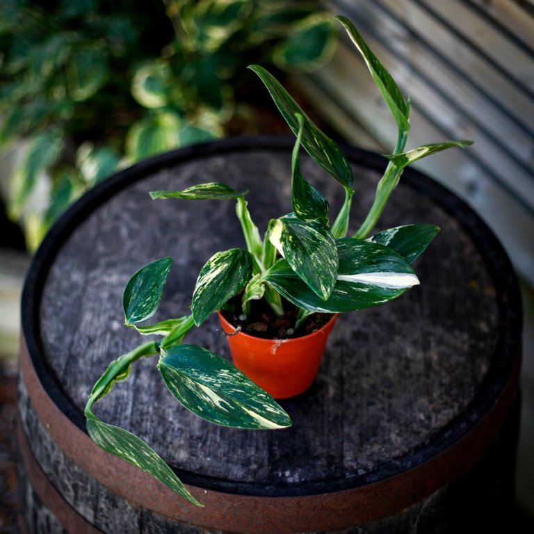 Monstera standleyana 12 cm