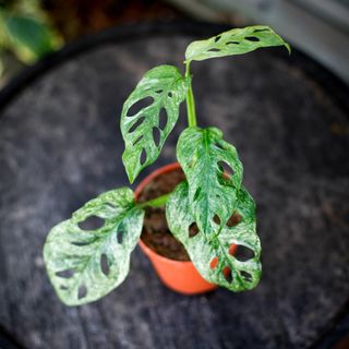 Monstera adansonii 'Mint' nr.5