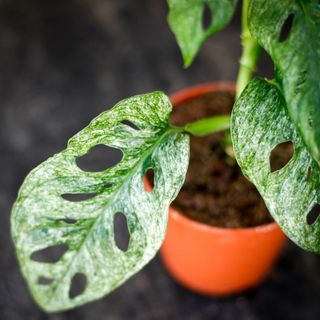 Monstera adansonii 'Mint' nr.5