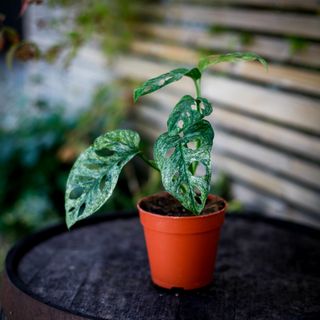 Monstera adansonii 'Mint' nr.5