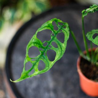 Monstera obliqua sp. Peru 12 cm