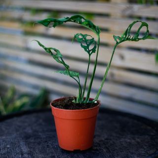 Monstera obliqua sp. Peru 12 cm