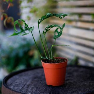 Monstera obliqua sp. Peru 12 cm