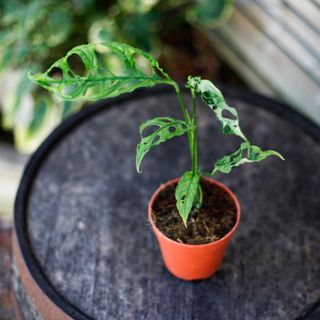 Monstera obliqua sp. Peru 12 cm