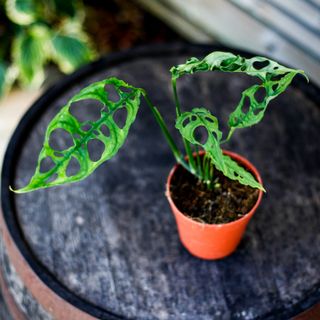 Monstera obliqua sp. Peru 12 cm