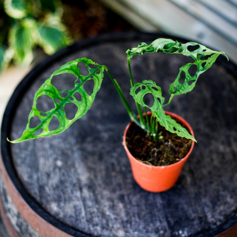 Monstera obliqua sp. Peru 12 cm