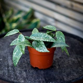 Hoya latifolia 'Rangsan' 12 cm