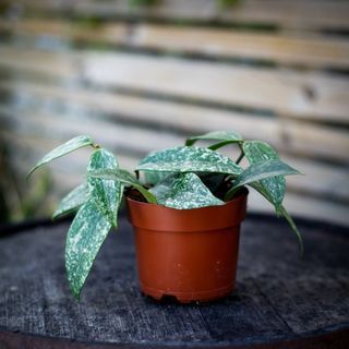 Hoya latifolia 'Rangsan' 12 cm