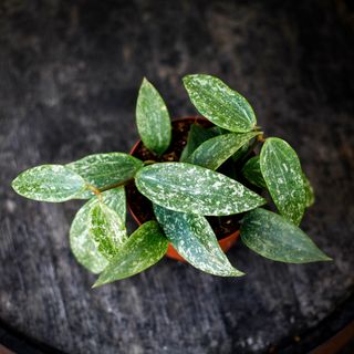 Hoya latifolia 'Rangsan' 12 cm