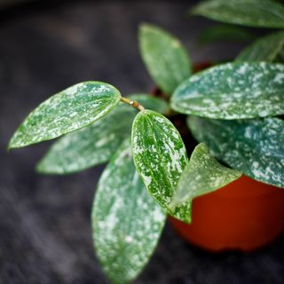 Hoya latifolia 'Rangsan' 12 cm