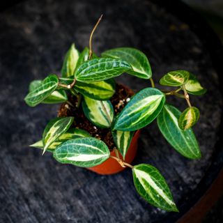 Hoya latifolia 'Pot Of Gold' 12 cm