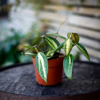 Hoya latifolia 'Pot Of Gold' 12 cm