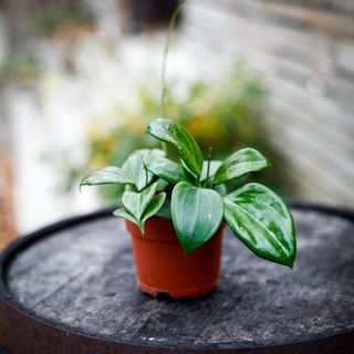 Hoya quinquenervia 12 cm