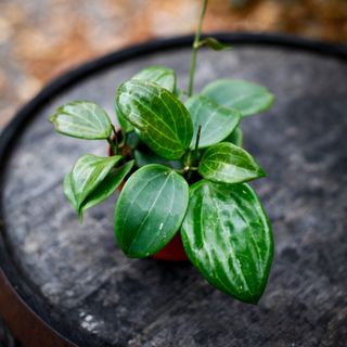 Hoya quinquenervia 12 cm