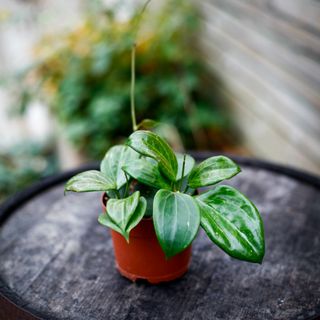 Hoya quinquenervia 12 cm