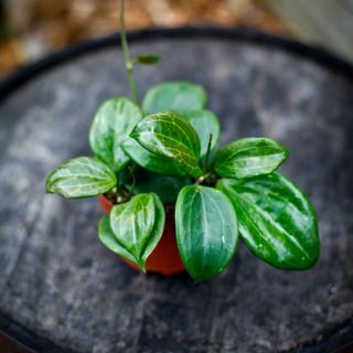 Hoya quinquenervia 12 cm