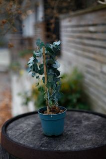 Eucalyptus 'Silver Dollar' på spalje 12 cm