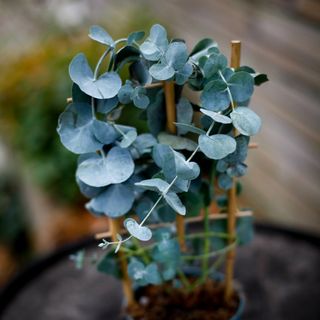Eucalyptus 'Silver Dollar' på spalje 12 cm