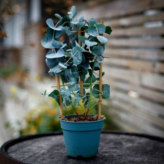 Eucalyptus 'Silver Dollar' på spalje 12 cm