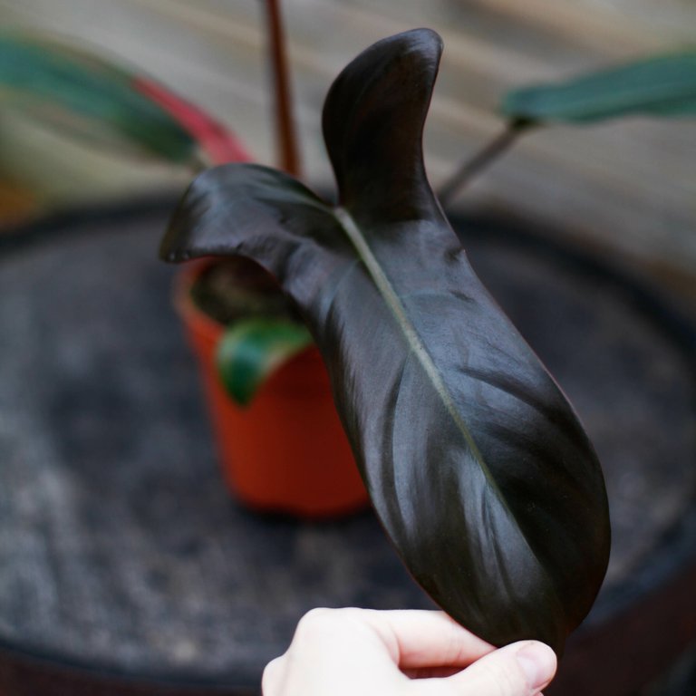 Philodendron 'Florida Bronze' 12 cm