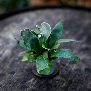 Platycerium bifurcatum - Älghornsbräken