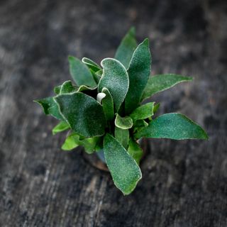 Platycerium bifurcatum - Älghornsbräken