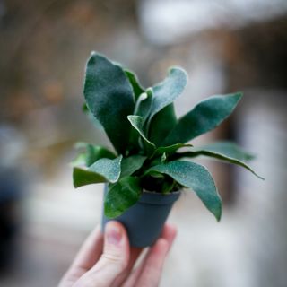 Platycerium bifurcatum - Älghornsbräken