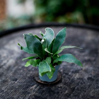 Platycerium bifurcatum - Älghornsbräken