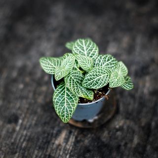 Fittonia 'Mini White'